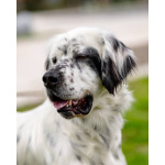 Английский сеттер Каспер ищет дом.