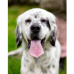 Английский сеттер Каспер ищет дом.