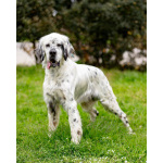 Английский сеттер Каспер ищет дом.