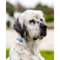 Английский сеттер Каспер ищет дом.