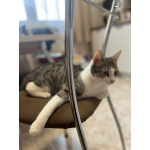 Ласковая, общительная кошка Глаша в дар