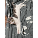 Ласковая, общительная кошка Глаша в дар