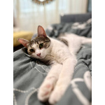 Ласковая, общительная кошка Глаша в дар