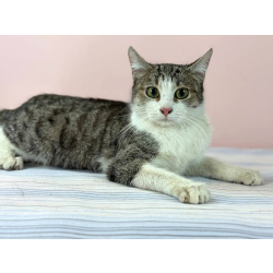 Ласковая, общительная кошка Глаша в дар