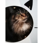 Изящная, умная кошечка Фунти в дар