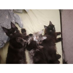 Мейн-Кун полдакт котята