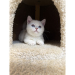 Котенок манчкин