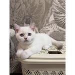 Котенок манчкин