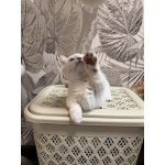 Котенок манчкин