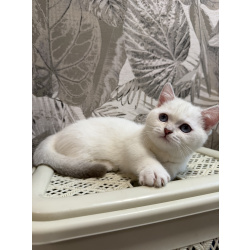 Котенок манчкин