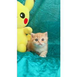 Шотландский котенок