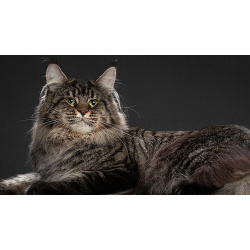 Мейн кун котенок