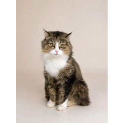 Киви ищет дом