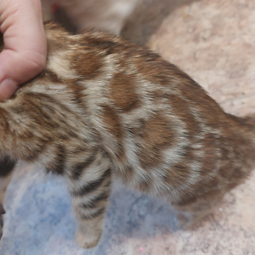 Бенгальские котята