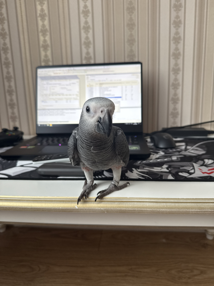 Жако