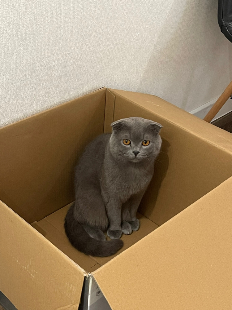 Продаю шотландских вислоухих и прямоухих котят