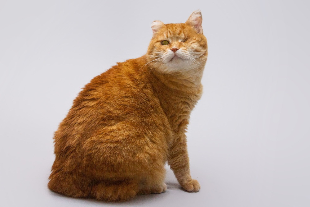 Кошечка Наташа ищет дом.