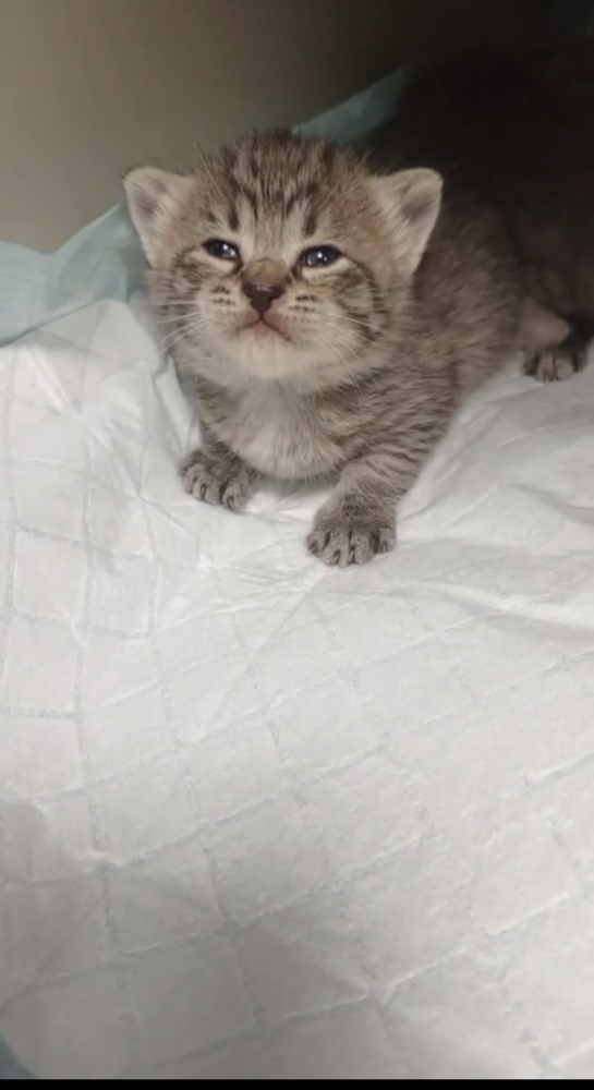 Котята ищут дом