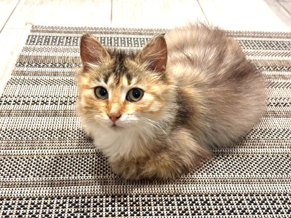 Маленькая Роза. Котенок в добрые руки.