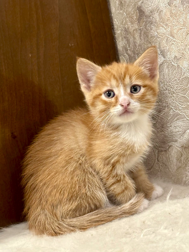 Рыжие мальчишки. Котята 1,5 мес. в добрые руки.