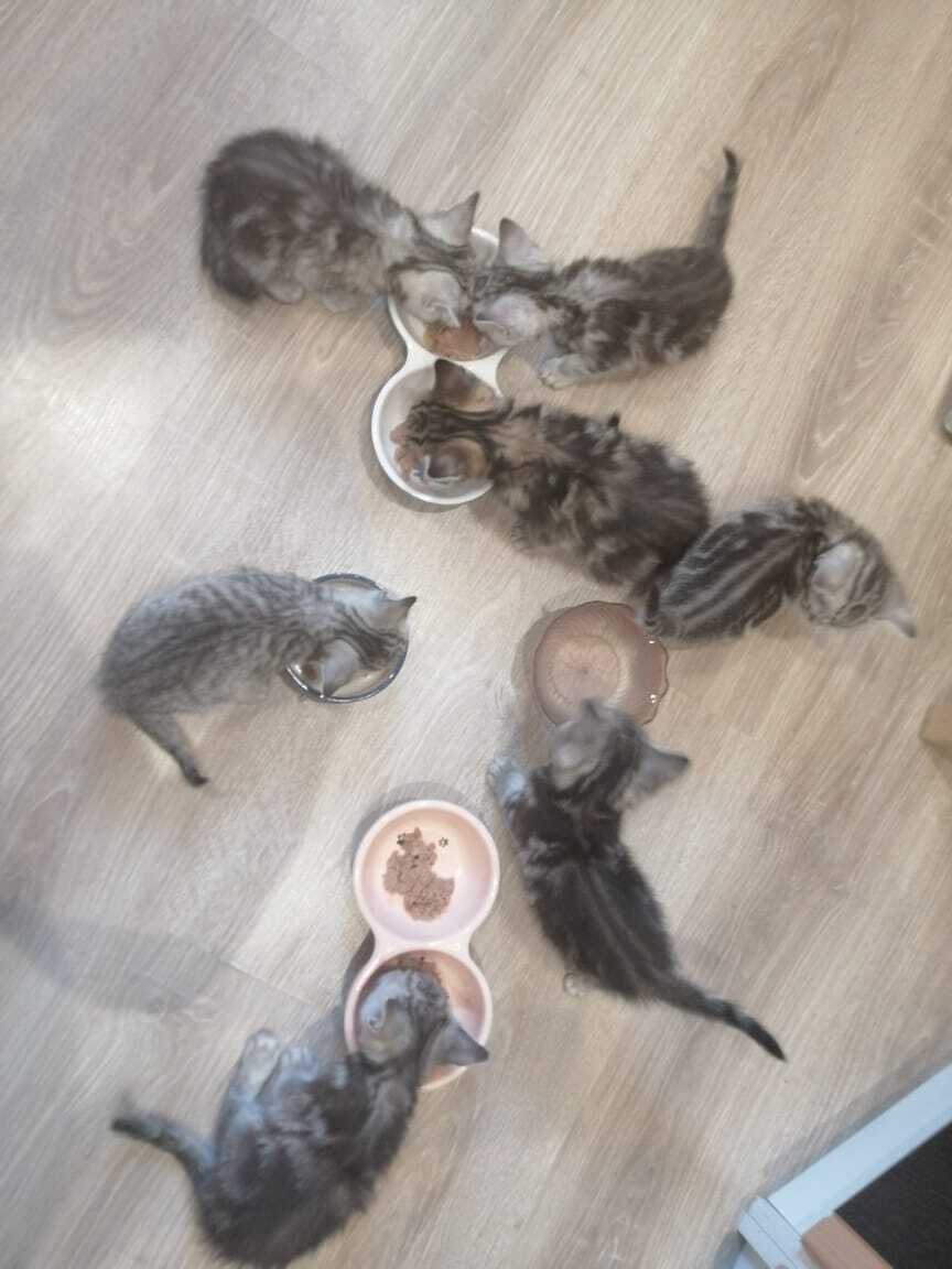 Британские мраморные котята