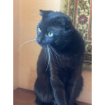 Роскошный черный малыш Марио, метис шотландской вислоухой ищет дом
