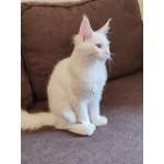 Белый котенок мейн-кун в брид