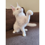 Белый котенок мейн-кун