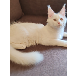 Белый котенок мейн-кун