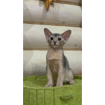 Абиссинский котенок