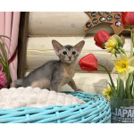 Абиссинский котенок