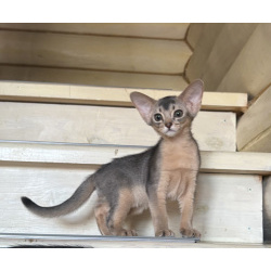 Абиссинский котенок
