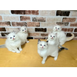 Рэгдолл котята для Вас