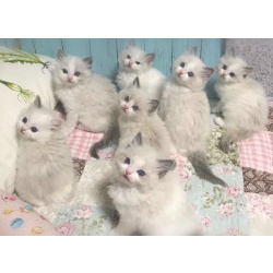 Ragdoll