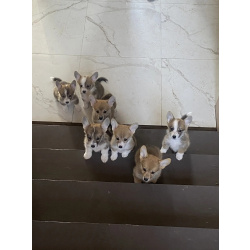 Щенки корги