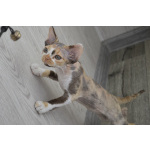 Котенок девон-рекс