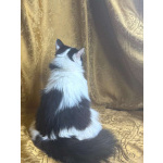 Молодая кошечка Бэлла в добрые руки!