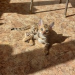 Бенгальские котята