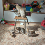 Бенгальские котята