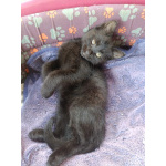 Котенок в хорошие руки