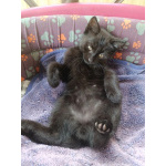 Котенок в хорошие руки
