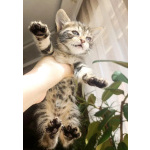 Кошечка в добрые руки