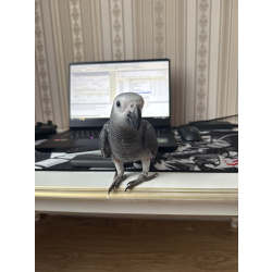 Жако