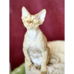 Девон рекс котик