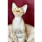 Девон рекс котик