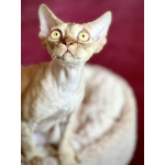 Девон рекс котик