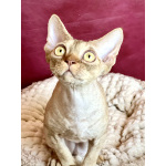 Девон рекс котик