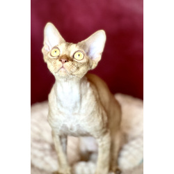 Девон рекс котик