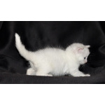 Сибирские котята