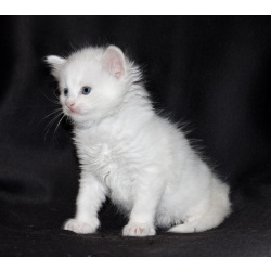 Сибирские котята
